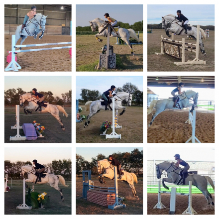 HorseID: 2308061 Mini Mine Mo - PhotoID: 1092128