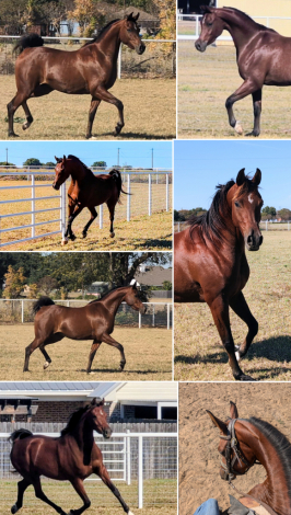 HorseID: 2308062 Rhandezvous - PhotoID: 1092129