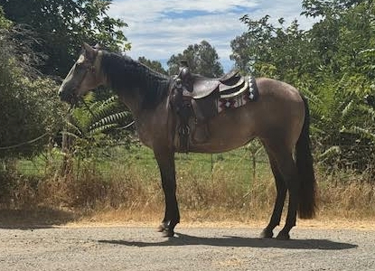 HorseID: 2308063 Sheeza Smooth Bunny - PhotoID: 1092186