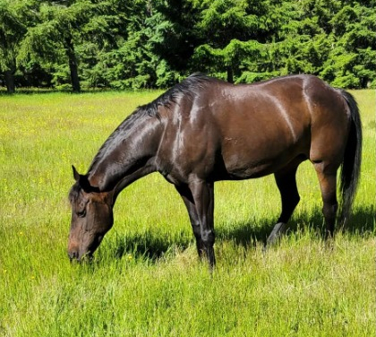 HorseID: 2308065 Cat On The Rum - PhotoID: 1092132
