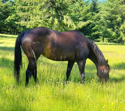 HorseID: 2308065 Cat On The Rum - PhotoID: 1092133