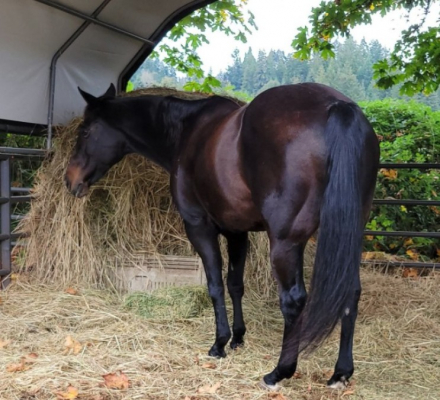 HorseID: 2308065 Cat On The Rum - PhotoID: 1092134