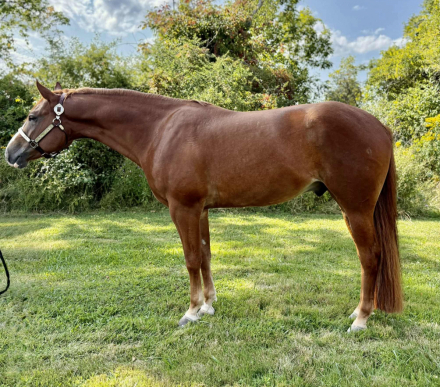 HorseID: 2308066 Hez Wild N Willy - PhotoID: 1092135