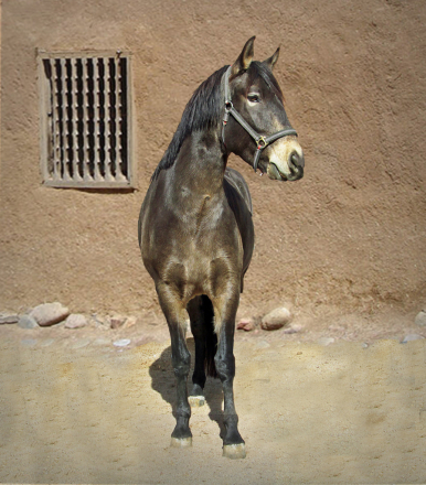 HorseID: 2308067 Karma de Preto - PhotoID: 1092136