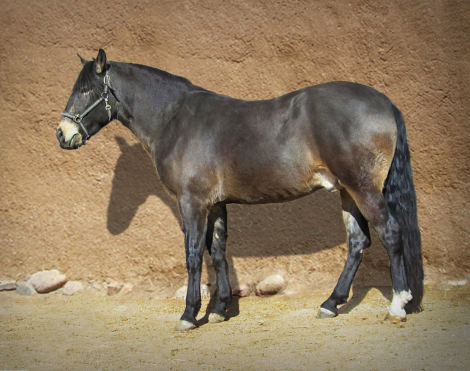 HorseID: 2308067 Karma de Preto - PhotoID: 1092137
