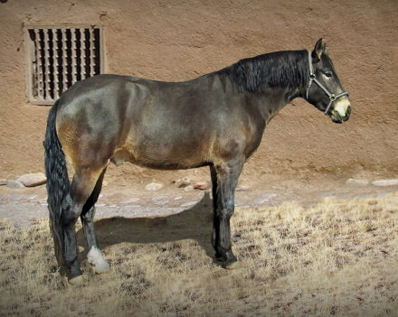 HorseID: 2308067 Karma de Preto - PhotoID: 1092138