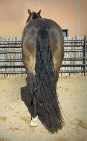 HorseID: 2308067 Karma de Preto - PhotoID: 1092139