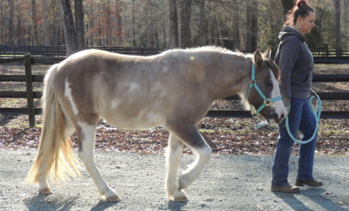 HorseID: 2308068 Moonlight Mist - PhotoID: 1092140