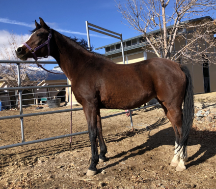 HorseID: 2308070 PA Chantilly Lace - PhotoID: 1092141