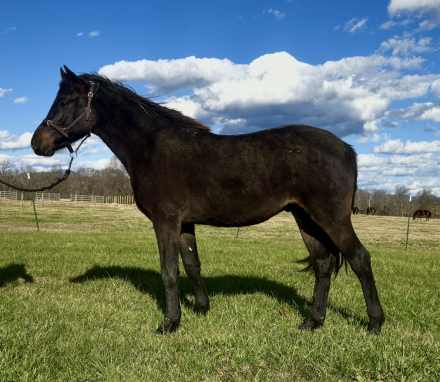 HorseID: 2308083 Taproot Noble - PhotoID: 1092148