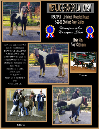 HorseID: 2308084 Metalic Shangri- La XMSV - PhotoID: 1092151