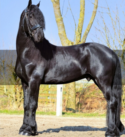 HorseID: 2308085 Gershon - PhotoID: 1092152