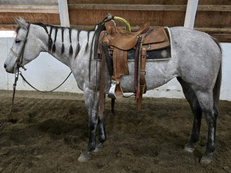 HorseID: 2308111 DHH Rhinestonensage - PhotoID: 1092160