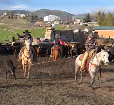 HorseID: 2308111 DHH Rhinestonensage - PhotoID: 1092161