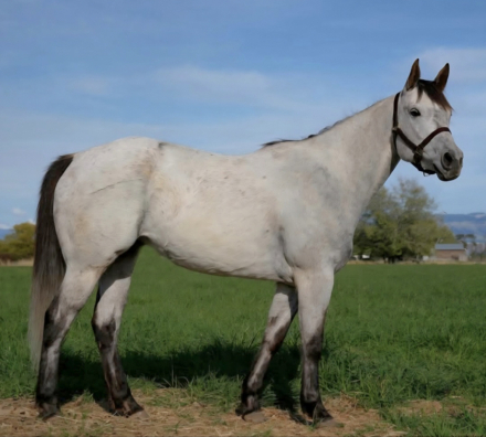 HorseID: 2308111 DHH Rhinestonensage - PhotoID: 1092163