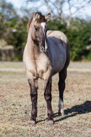 HorseID: 2308115 SEVENS SILVER QUEEN - PhotoID: 1092164