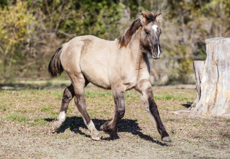 HorseID: 2308115 SEVENS SILVER QUEEN - PhotoID: 1092165