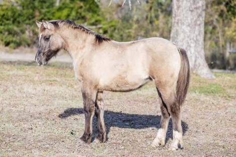 HorseID: 2308115 SEVENS SILVER QUEEN - PhotoID: 1092166