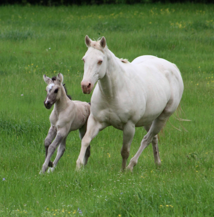 HorseID: 2308115 SEVENS SILVER QUEEN - PhotoID: 1092167