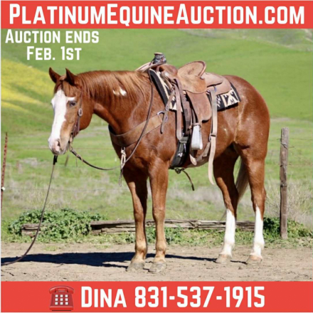 HorseID: 2308121 All Star Addiction LHR - PhotoID: 1092206