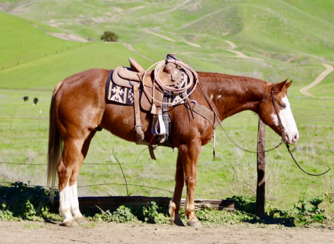 HorseID: 2308121 All Star Addiction LHR - PhotoID: 1092207