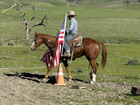 HorseID: 2308121 All Star Addiction LHR - PhotoID: 1092208