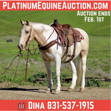 HorseID: 2308122 Clint LHR - PhotoID: 1092214