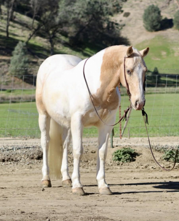 HorseID: 2308122 Clint LHR - PhotoID: 1092215