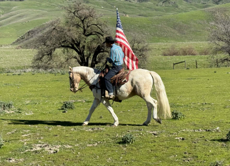 HorseID: 2308122 Clint LHR - PhotoID: 1092216