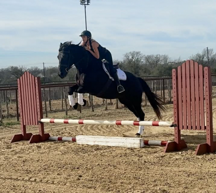 HorseID: 2308123 Annie HHC - PhotoID: 1092212