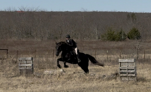 HorseID: 2308123 Annie HHC - PhotoID: 1092213