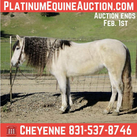 HorseID: 2308124 Crystal CR - PhotoID: 1092218