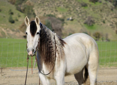 HorseID: 2308124 Crystal CR - PhotoID: 1092219