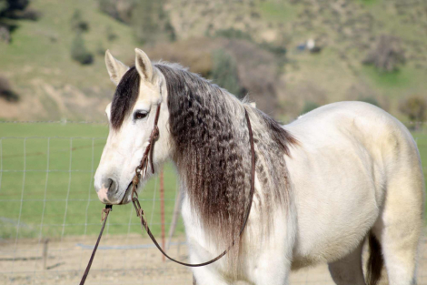 HorseID: 2308124 Crystal CR - PhotoID: 1092220