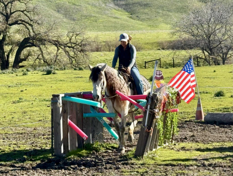 HorseID: 2308124 Crystal CR - PhotoID: 1092221