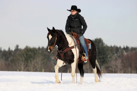 HorseID: 2308125 Hollywood KS - PhotoID: 1092223