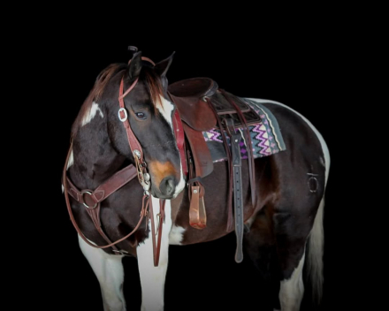 HorseID: 2308125 Hollywood KS - PhotoID: 1092225