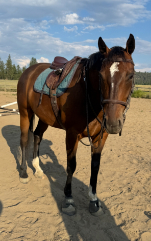 HorseID: 2308131 HS Cool River Creek - PhotoID: 1092187