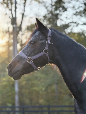 HorseID: 2308132 A New Hope - PhotoID: 1092614