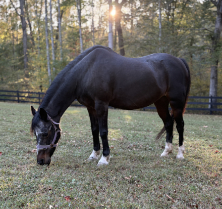 HorseID: 2308132 A New Hope - PhotoID: 1092615