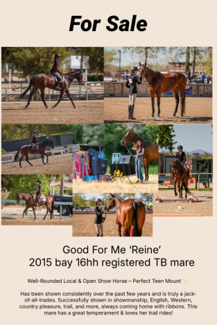 HorseID: 2308133 Good For Me - PhotoID: 1092188