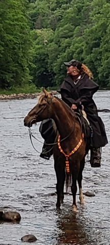 HorseID: 2308142 CRS Teddy - PhotoID: 1092196