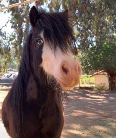 HorseID: 2308143 Stryker. - PhotoID: 1092198