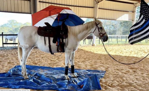 HorseID: 2308145 Grace Fairytale Quarter Horse - PhotoID: 1092200