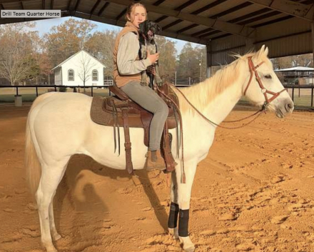 HorseID: 2308145 Grace Fairytale Quarter Horse - PhotoID: 1092201