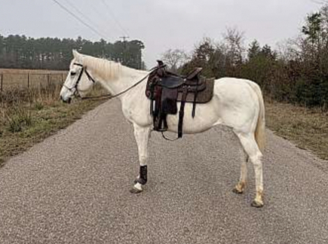 HorseID: 2308145 Grace Fairytale Quarter Horse - PhotoID: 1092202