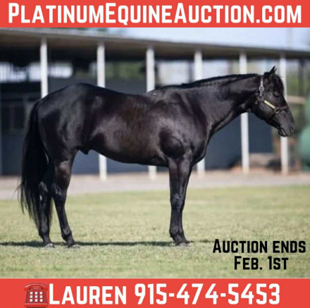 HorseID: 2308146 Black Handed Pistol - PhotoID: 1092203