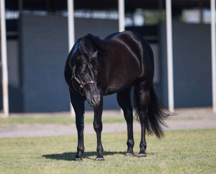 HorseID: 2308146 Black Handed Pistol - PhotoID: 1092204