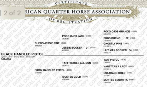 HorseID: 2308146 Black Handed Pistol - PhotoID: 1092205