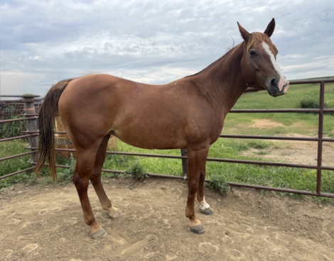 HorseID: 2308149 Ms Sprats Hancock (Aurora) - PhotoID: 1092226